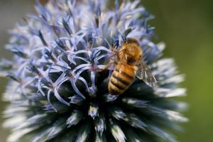 Gardening for Wildlife, including Pollinators