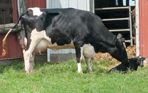 Cow nurturing calf after birth