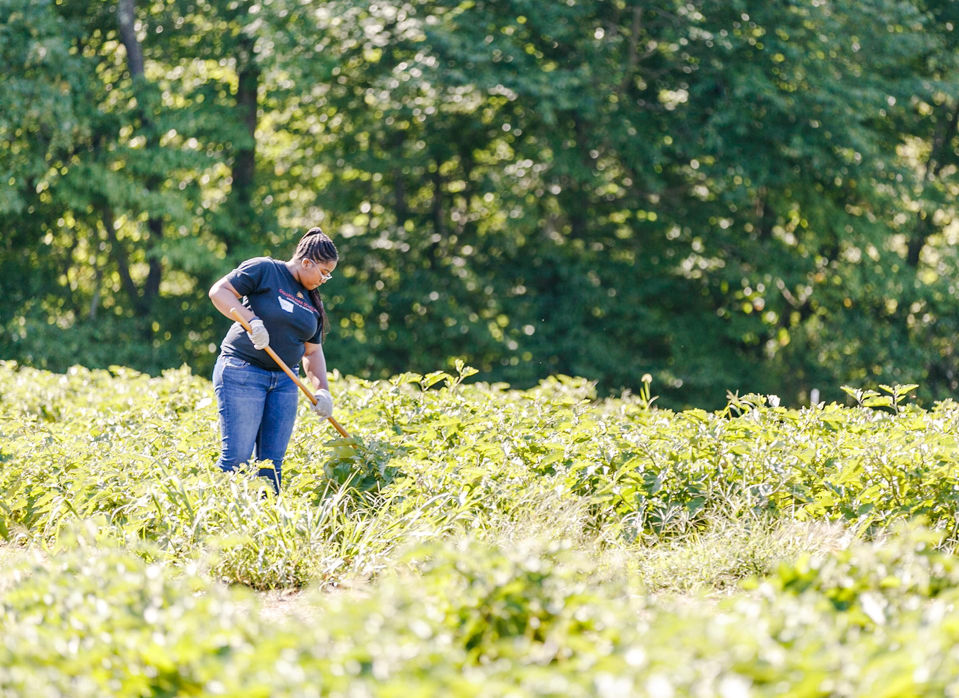 Student in the middle of a green field using a raking tool