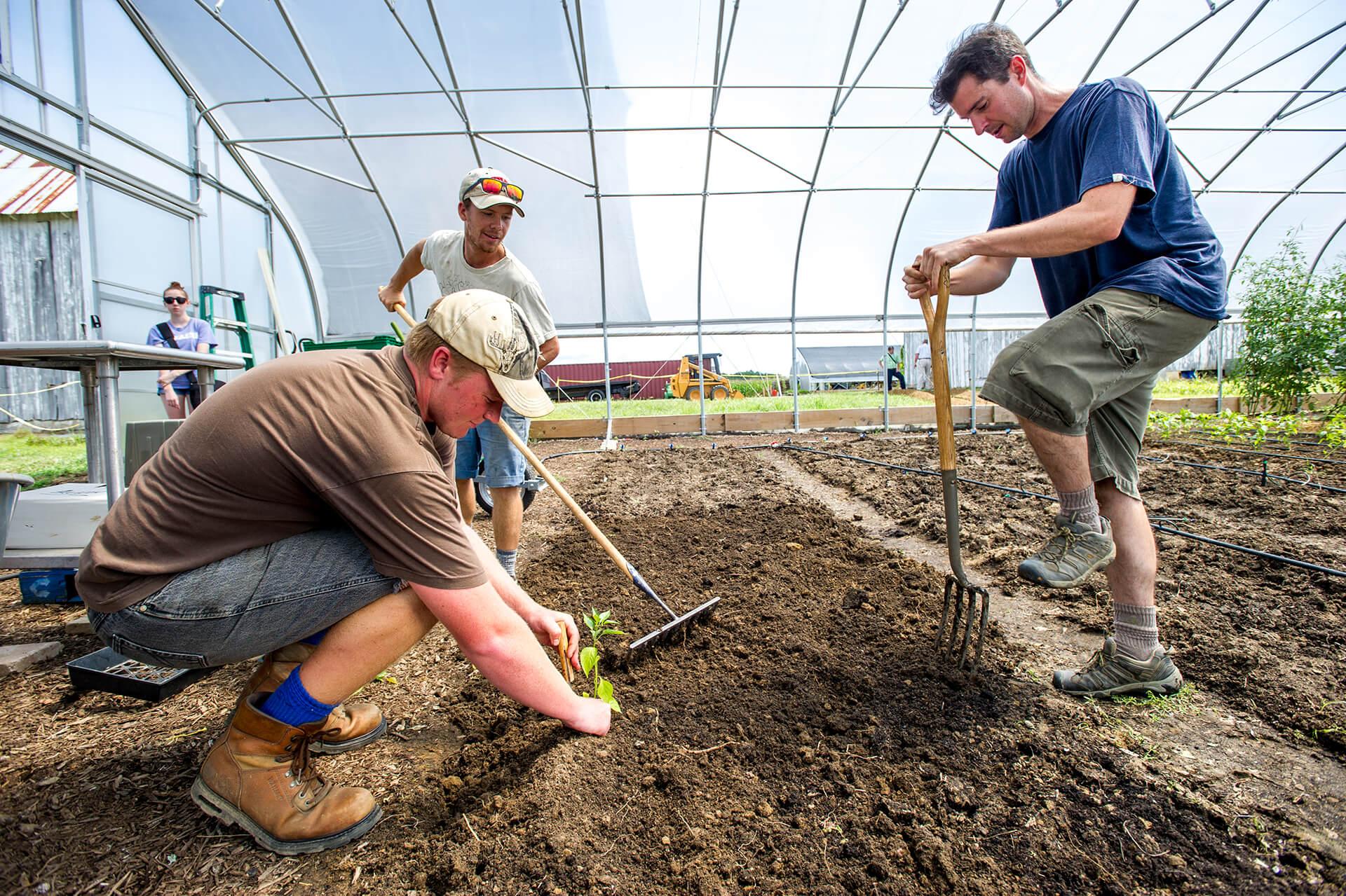 Group of three farmers working on planting crops in a high tunnel soil bed