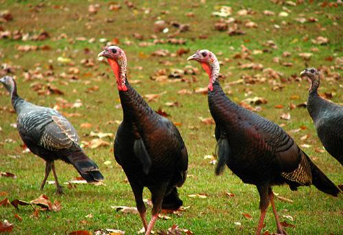 Eastern Wild Turkeys. Photo by Kerry Wixted MD DNR