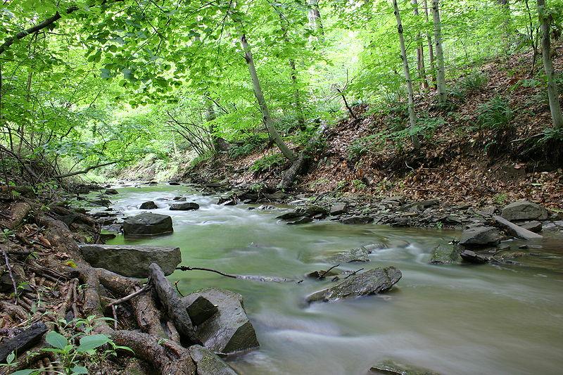 Woodland stream
