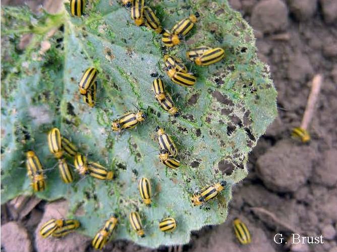 A frenzy of striped cucumber beetle