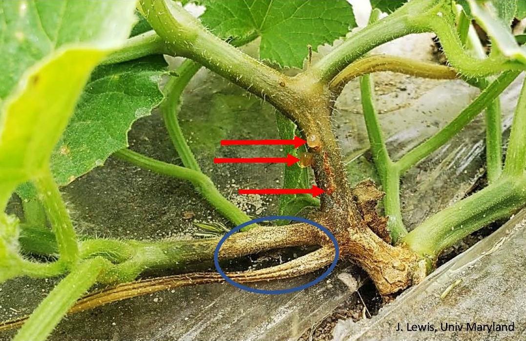 Base of plant with tan lesions on stem with tiny black dots (pycnidia, blue circle) and brown and red ooze from an infected stem (red arrows)