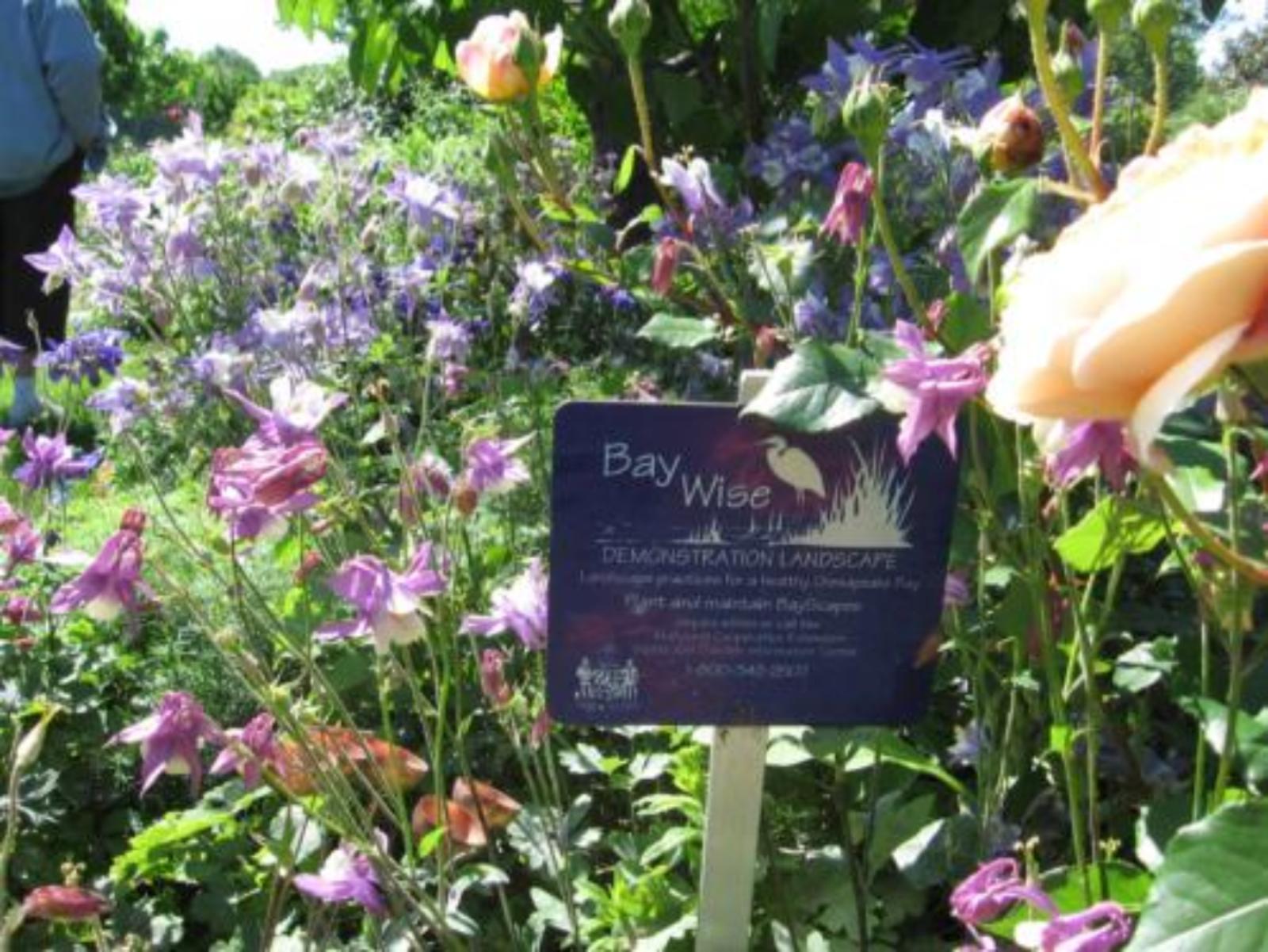 Picture of a Bay-Wise Garden