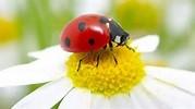 Photo of a ladybug beetle