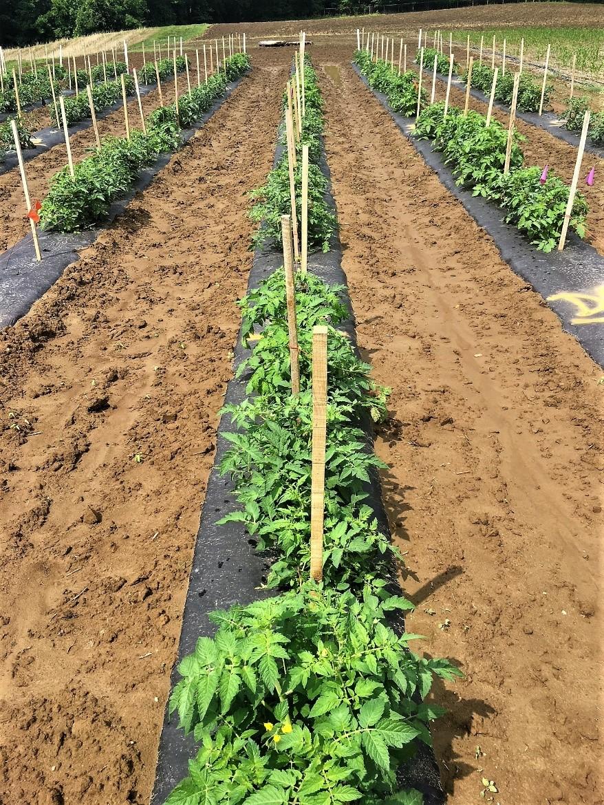 Tomato grafting study in 2019