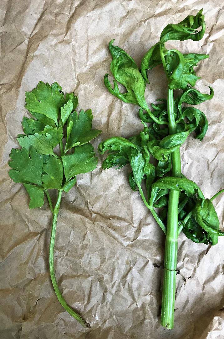 Celery stalk infected with Anthracnose (right) vs stalk not infected (left)