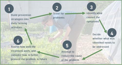 Figure 19: Pest management is an iterative process, in which you build prevention into your farming system, address problems as they arise, and learn how to better prevent those problems in the future. Photo by Edwin Remsberg, © University of Maryland—AGNR Image Library. 