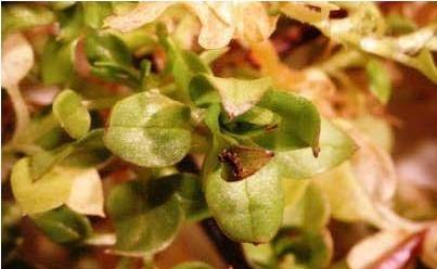 Close-up of chickweed leaves with thrips feeding (leaf stippling) 