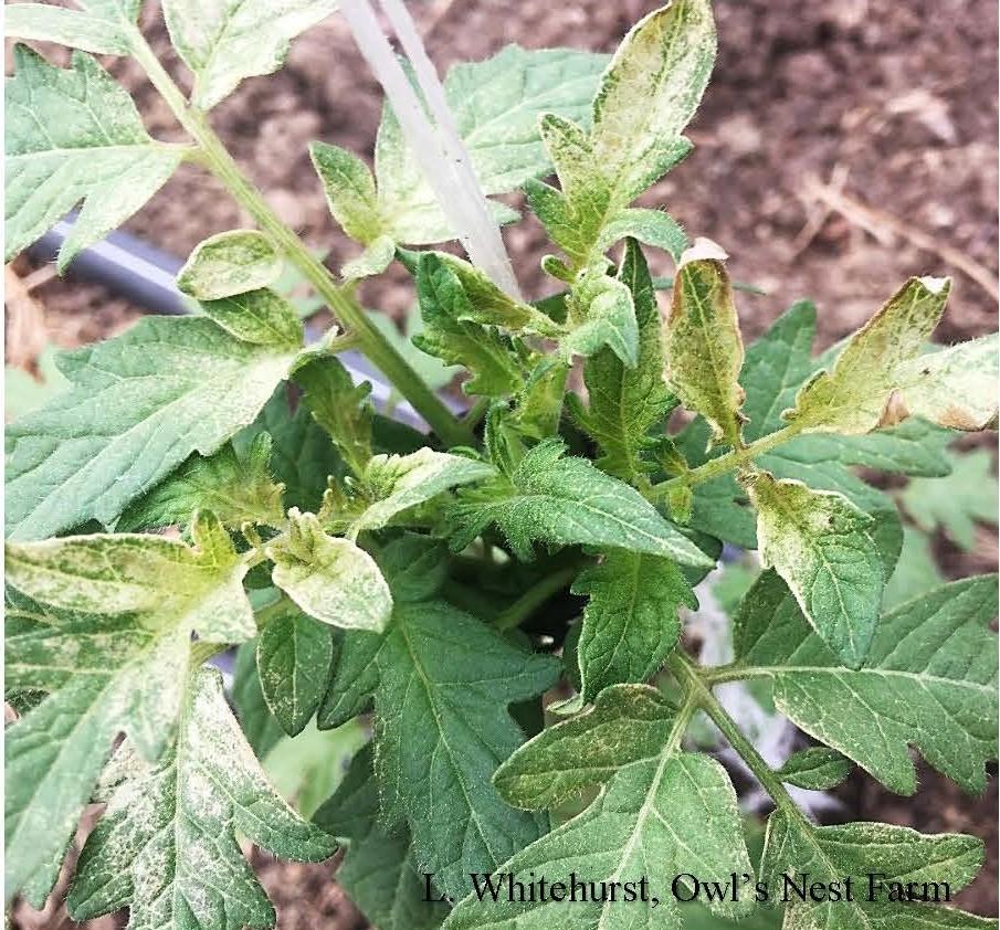 Cold damage to tomato plants