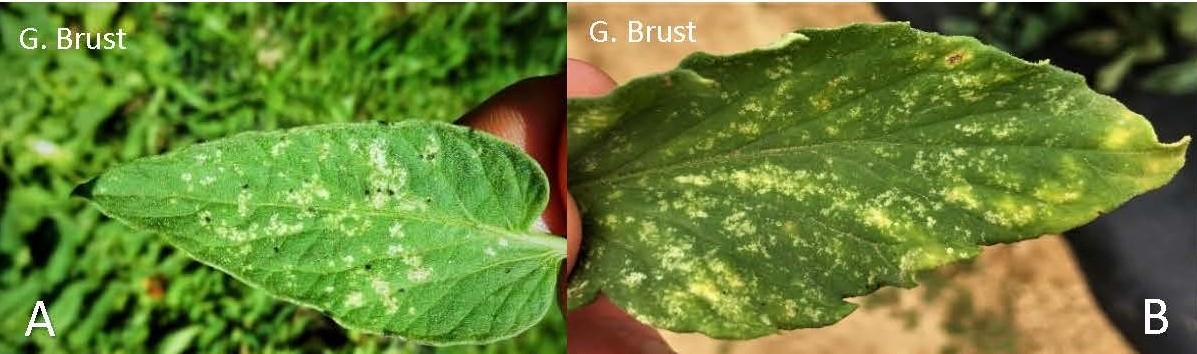 Early thrips feeding on tomato leaf, black specks are thrips feces (A) and later feeding damage (B)