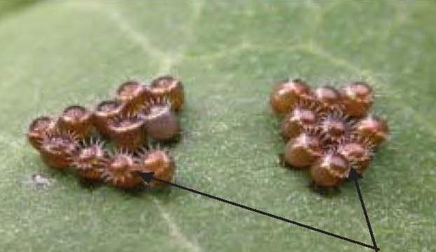 Spined soldier bug eggs