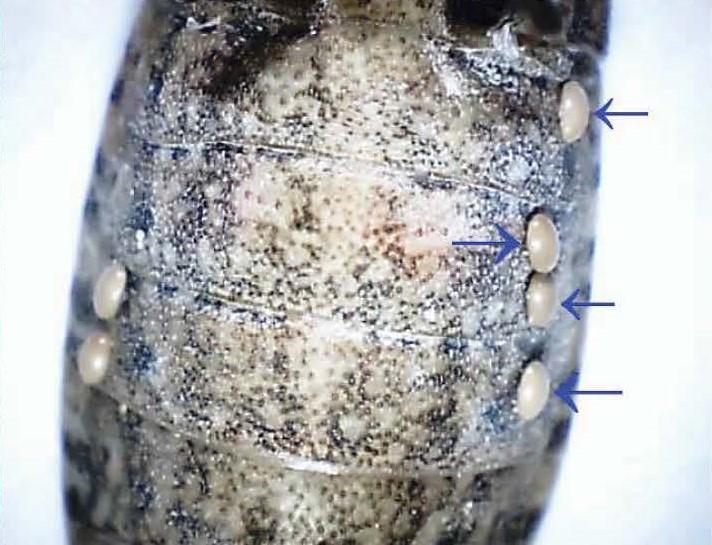 Squash bug with T. pennipes eggs on abdomen 