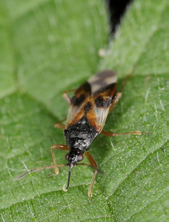 Orius feeding on thrips. Photo by Gbohne, creative commons.