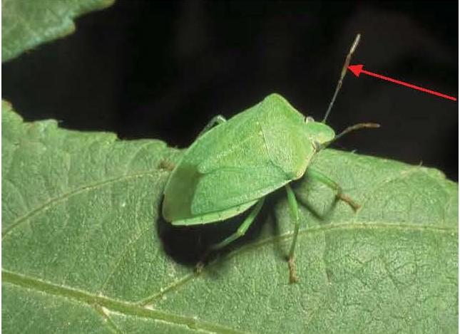 Fig 4 Southern green stink bug, red antennal areas