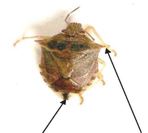 Fig 5 Spined soldier bug, note “pointed shoulders” and black line on back of wings. 