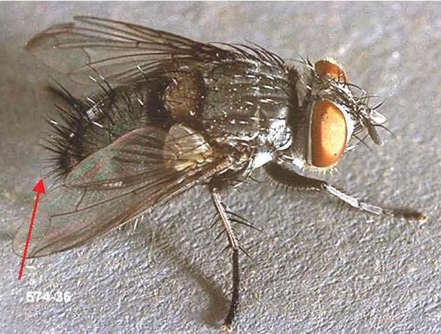 Common tachinid fly adult, most have  large bristles on tip of abdomen. 
