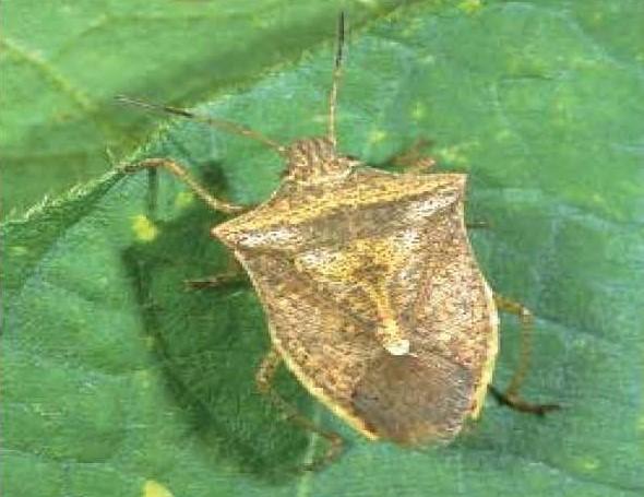 Brown stink bug 