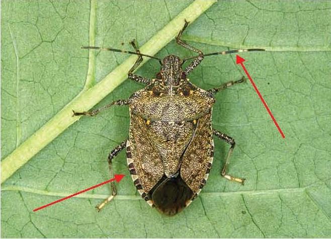 Brown marmorated stink bug , white stripes on antenna with brown and off-white banding on abdomen 
