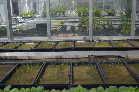 Flats of soil with emerging seedlings in the University of Maryland greenhouse.