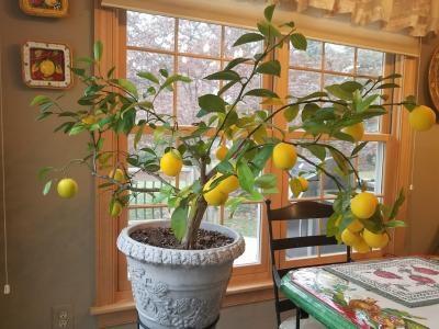 Myer lemon planted in a container