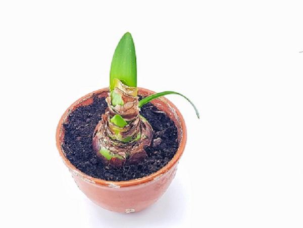 properly planted amaryllis bulb