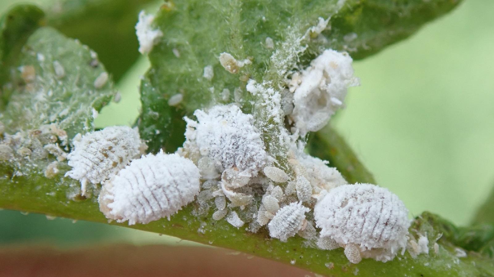 white mealybugs on plant