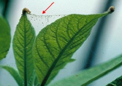 spider mite webbing on a indoor plant