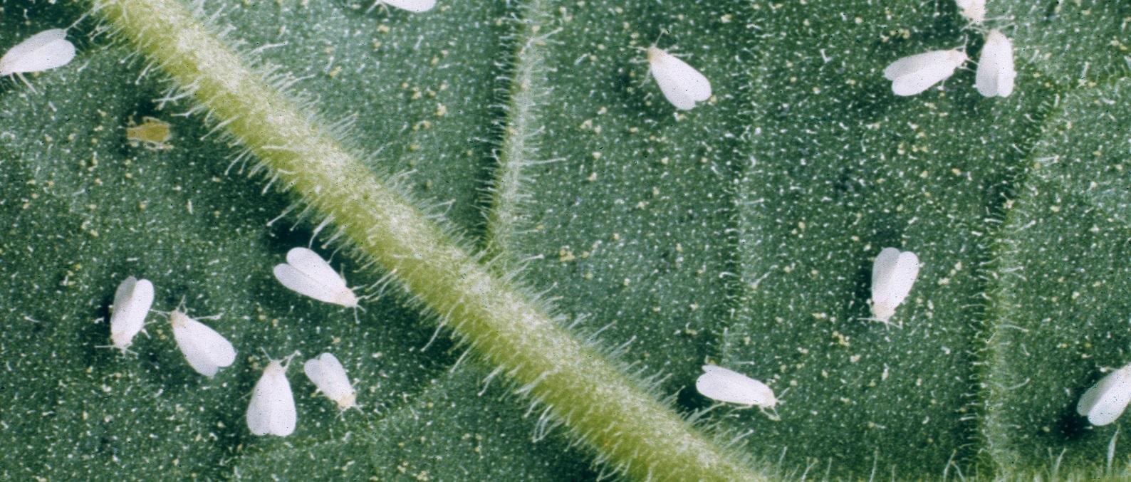 whiteflies congregated on the back of a leaf 