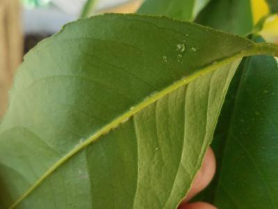drop of honeydew on the leaf of a Myer lemon
