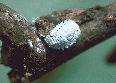 closeup of a white mealybug