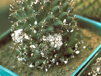 mealybug on a cactus