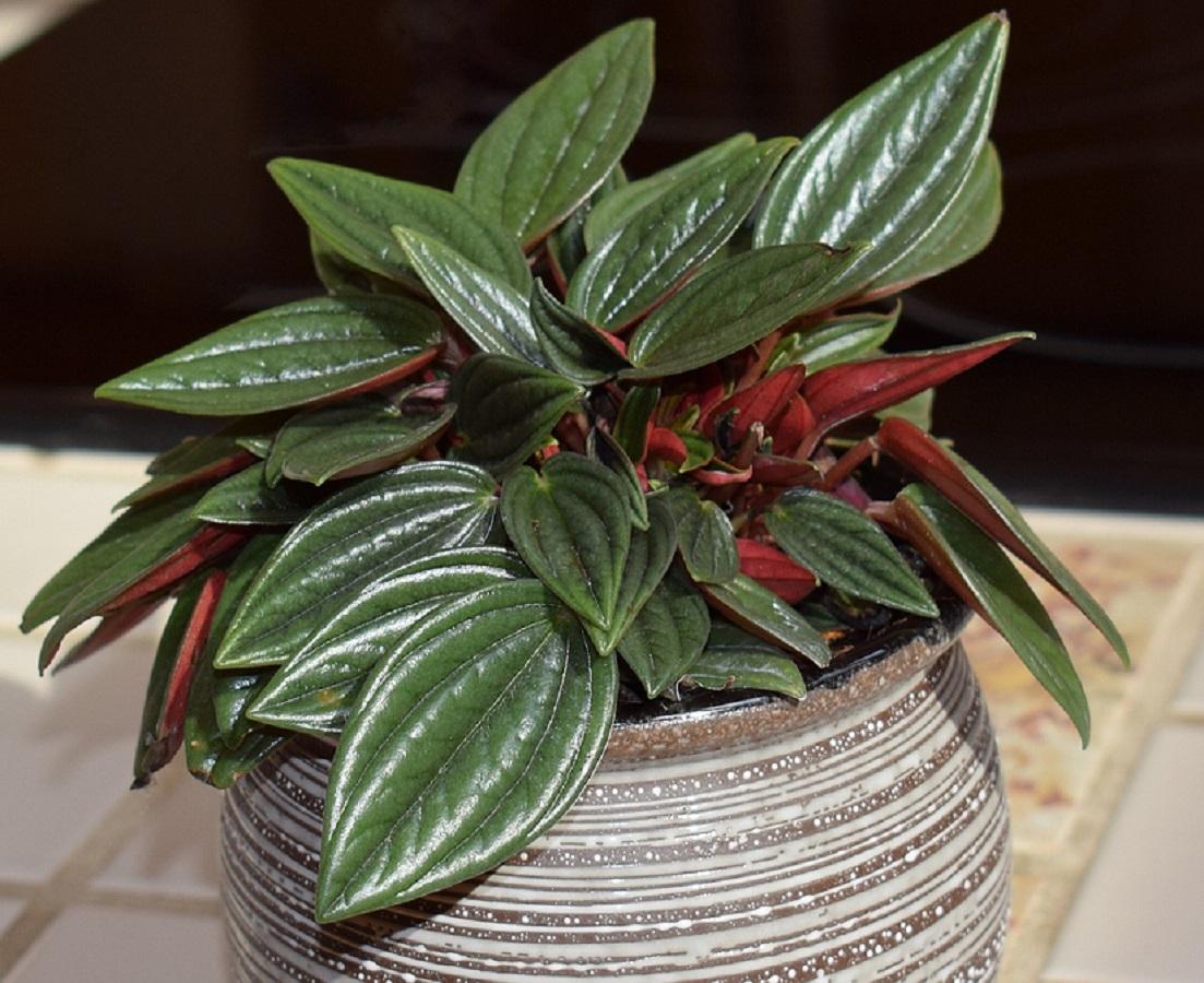 Peperomia houseplant