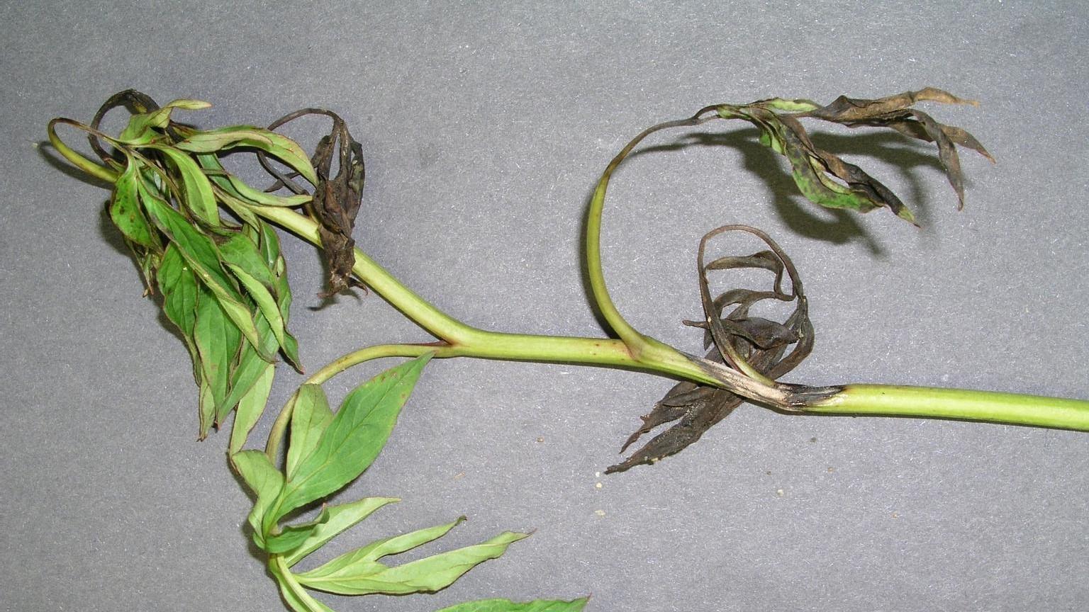 blackened stems of peony - anthracnose symptoms