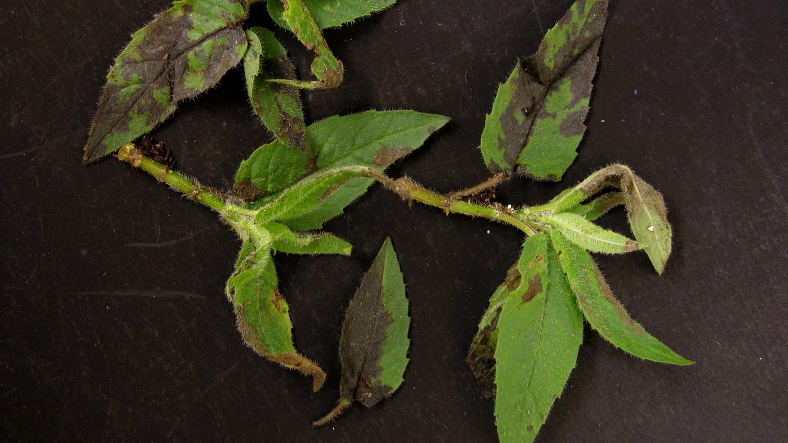 bacterial leaf spot symptoms on bee balm