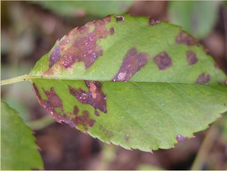 downy mildew symptoms on rose