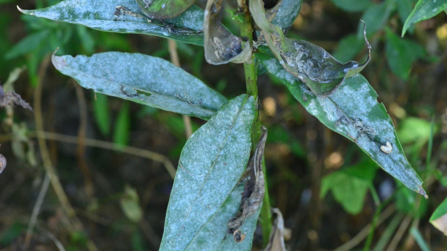 powdery mildew on phlox leaves