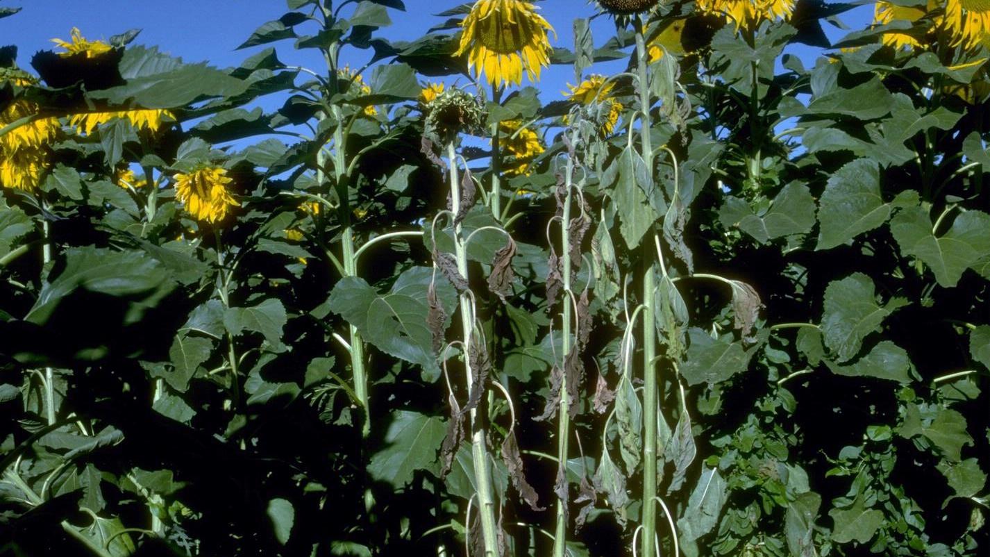 brown dead leaves on sunflower - symptom of sclerotinia