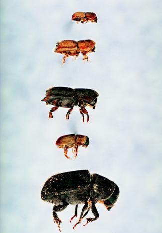 ips engraver beetles