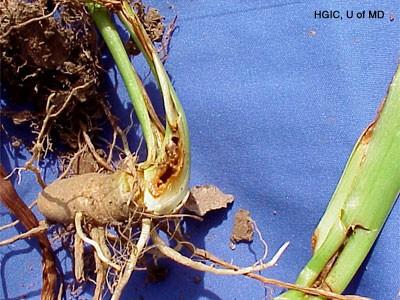 iris borer damage to stem and rhizome