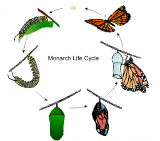 Monarch lifecycle