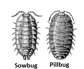 sowbug and pillbug