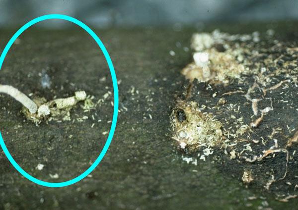 ambrosia beetle damage