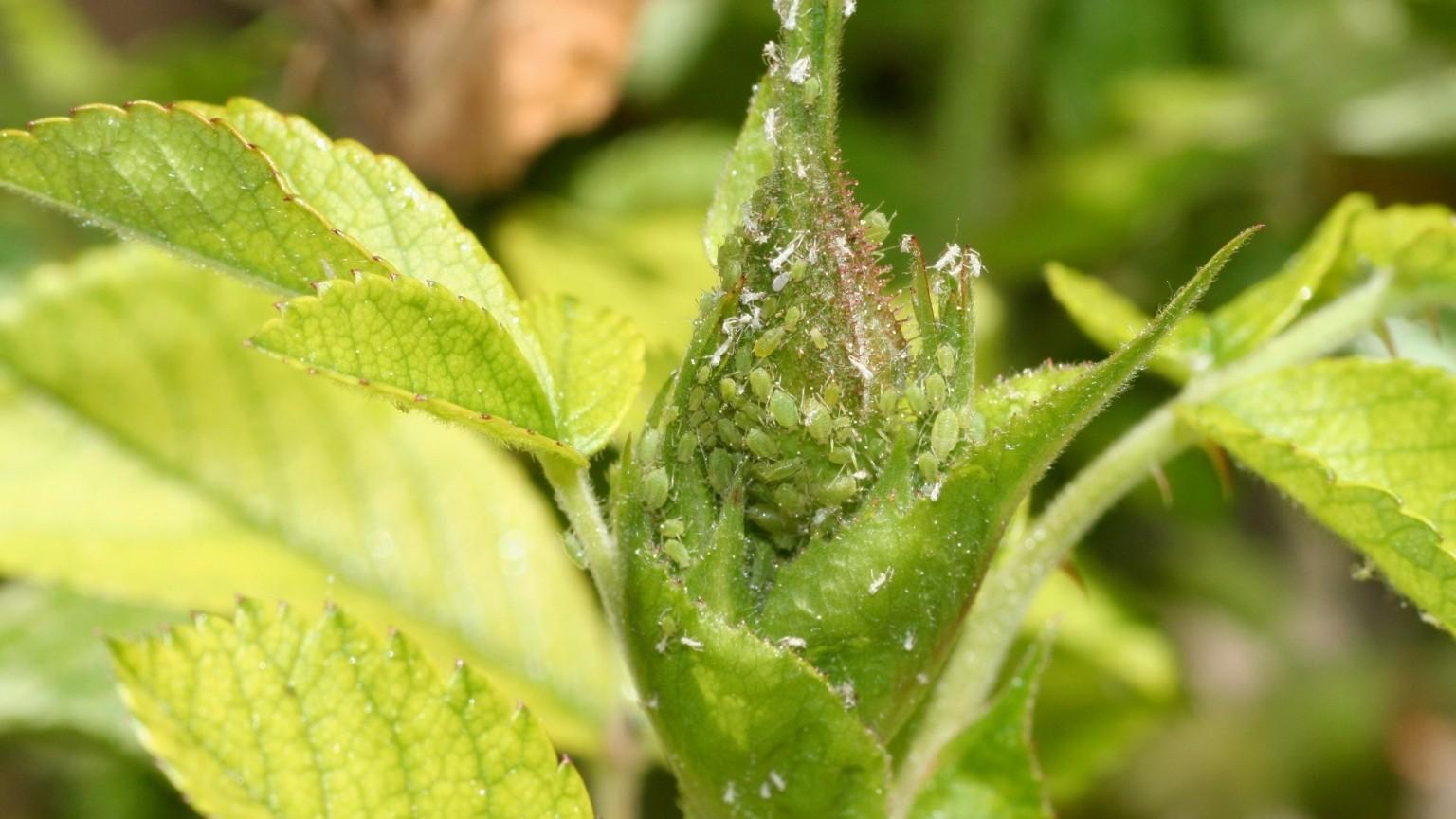 aphids on rose bud