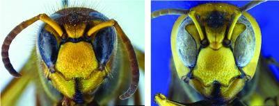 comparison of european hornet and asian giant hornet