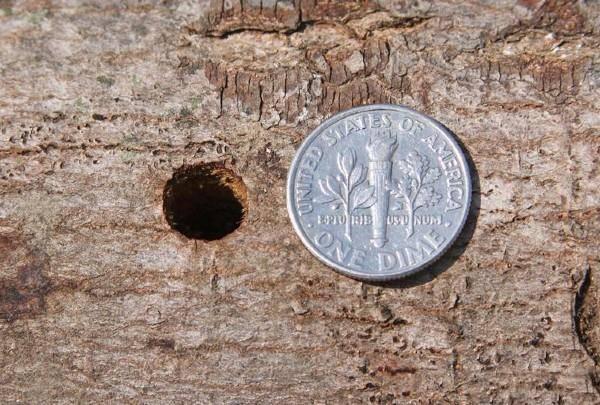 asian longhorned beetle hole