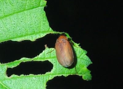 Asiatic garden beetle