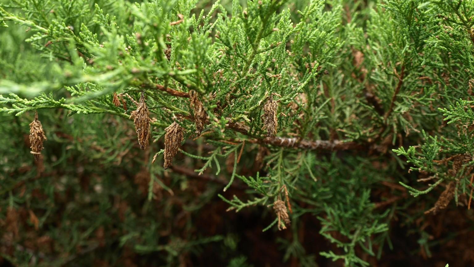 bagworms on juniper