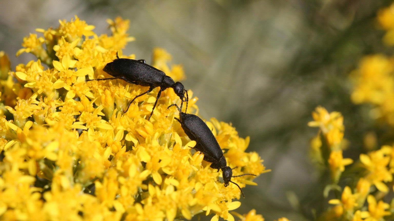black blister beetles